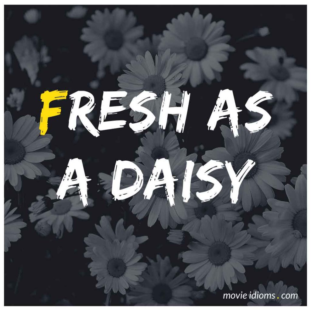 Fresh as a Daisy Idiom